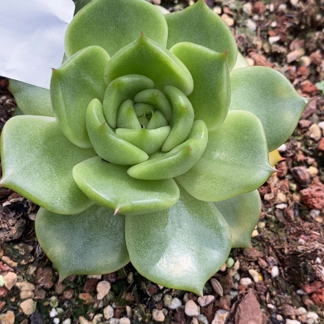 代***～无花朵东云系多肉植物