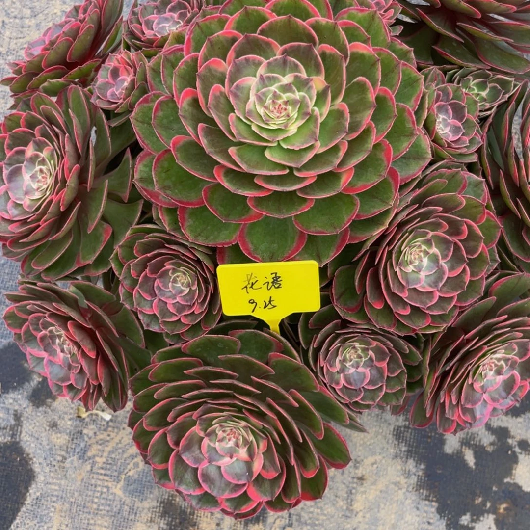 粉花妖法师锦08888888
