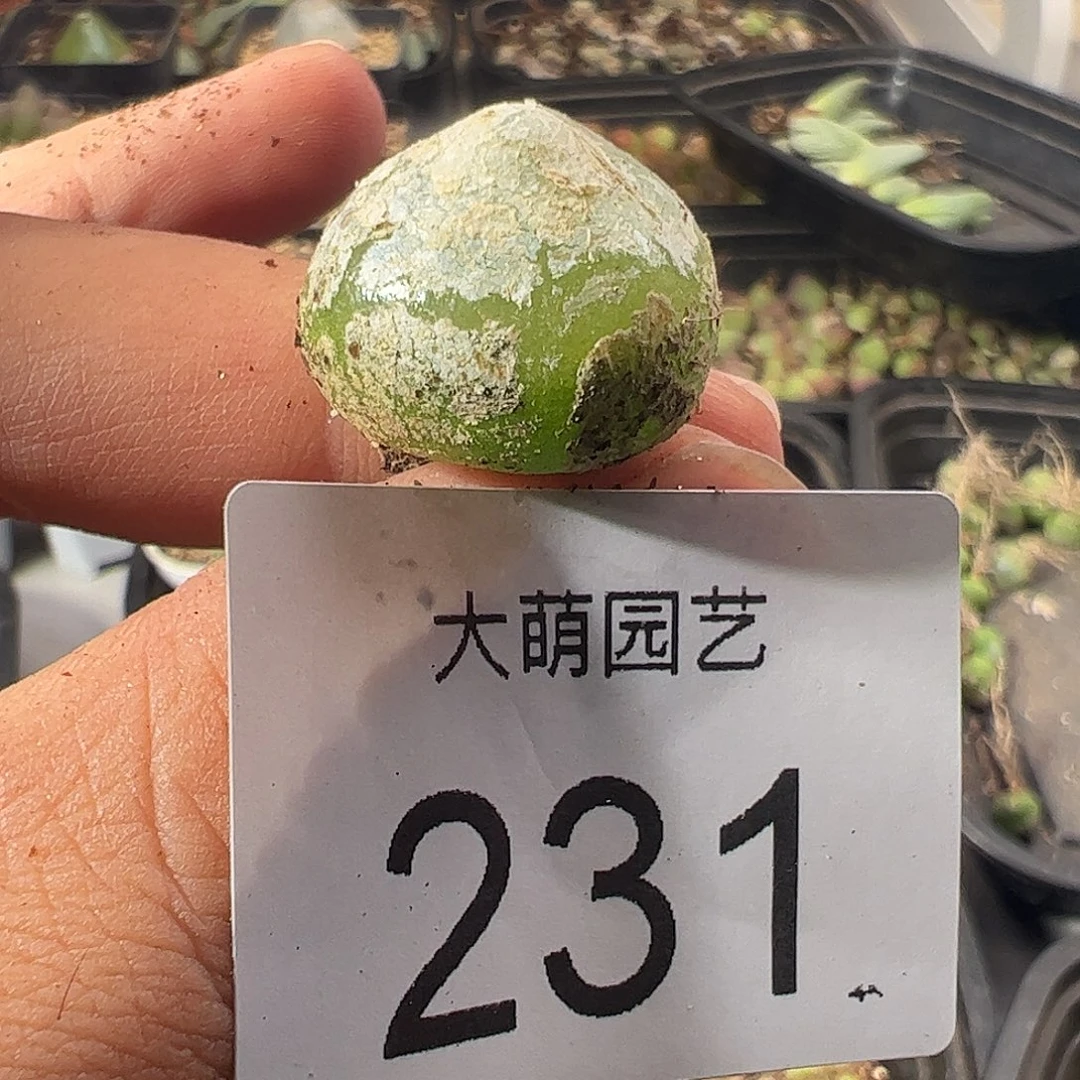 一物一拍。     231