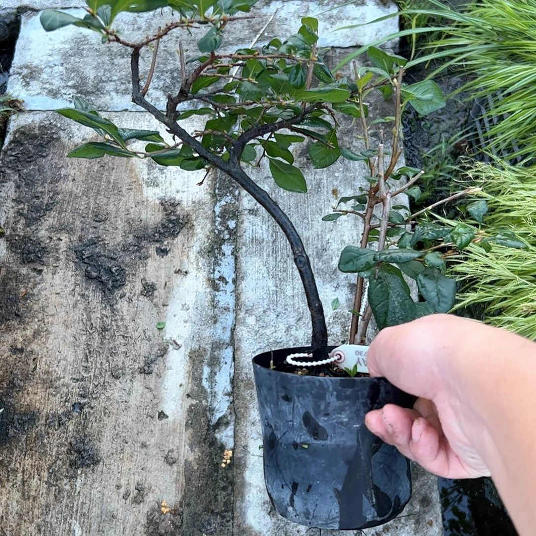 春***雨无花朵盆景不包邮