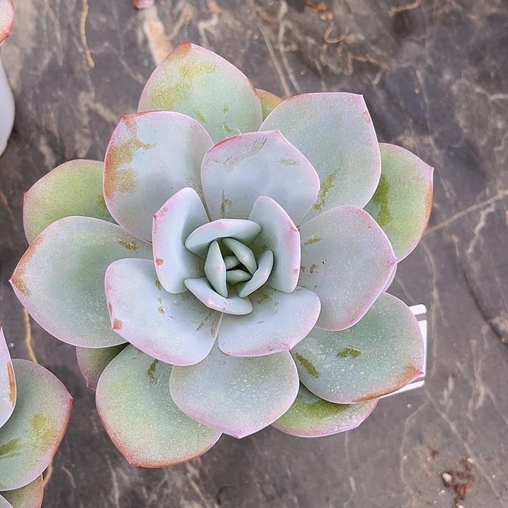 奶茶0419多肉植物