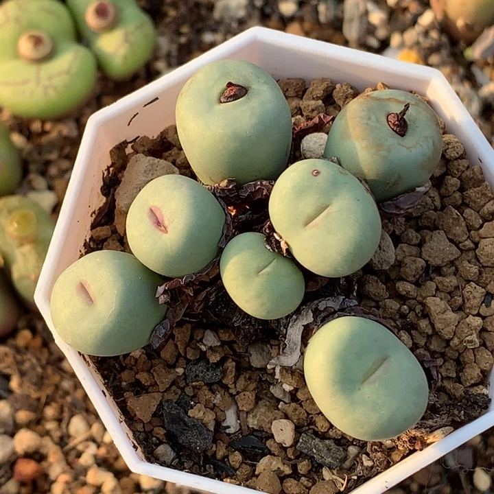 精品多肉植物精品多肉