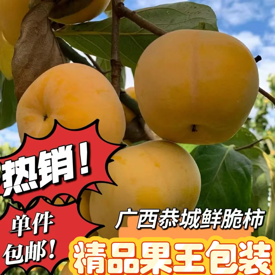 桂林恭城现摘现发新鲜脆柿巧克力柿子