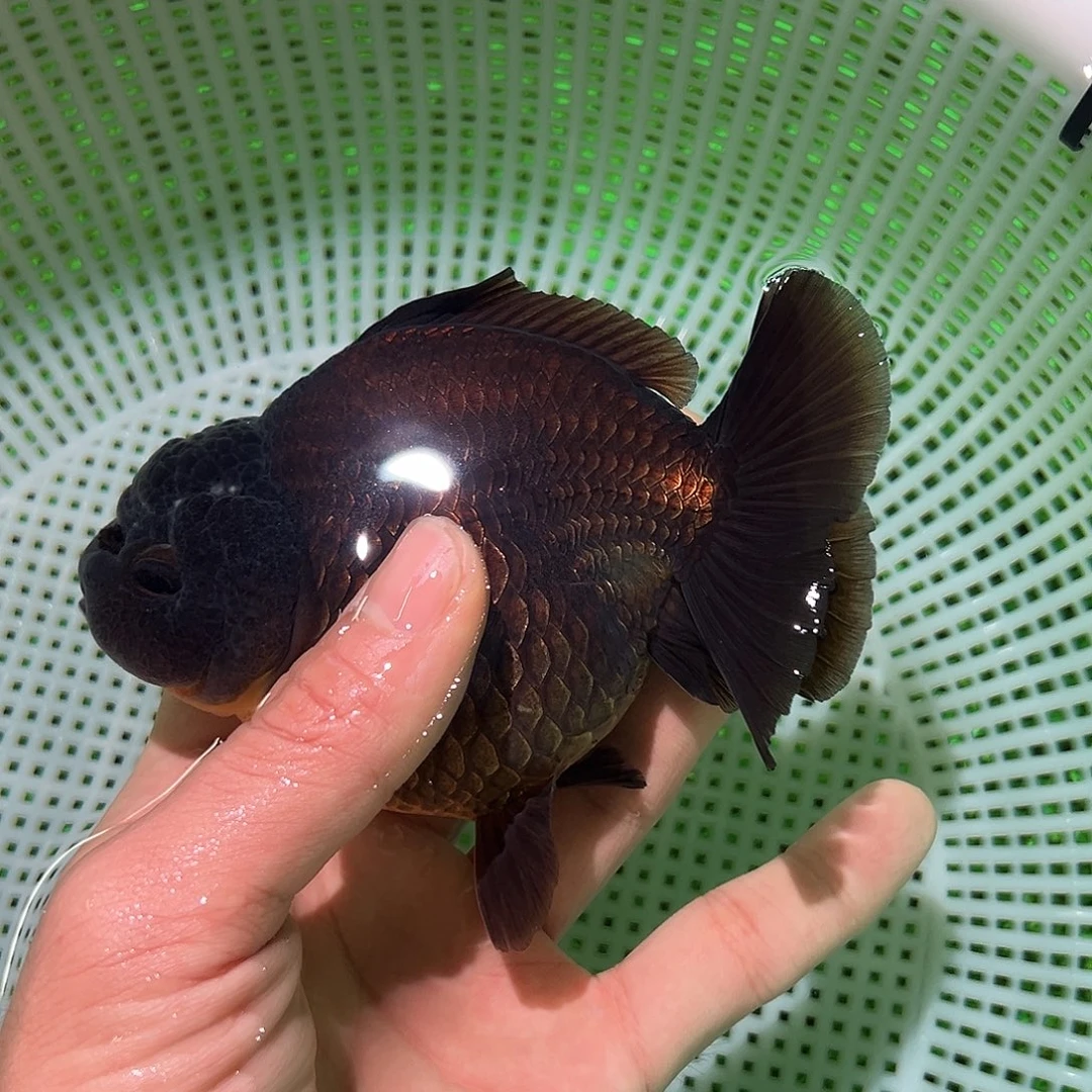 海水鱼金鱼福利价格多多