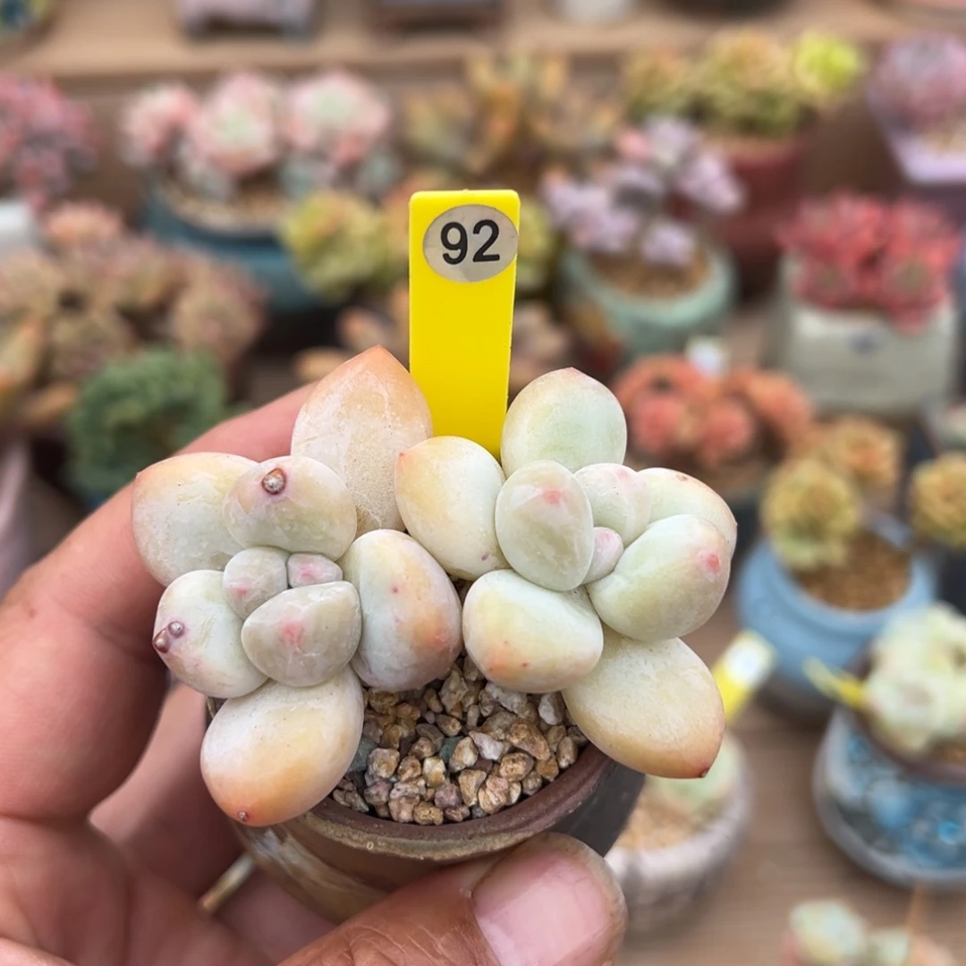 92号香水老桩无砍000