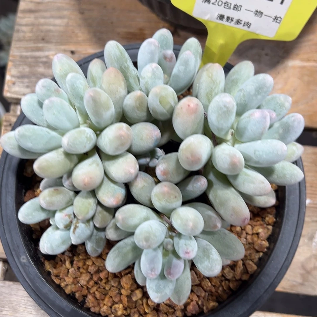 607521 汤圆群生无砍黄体