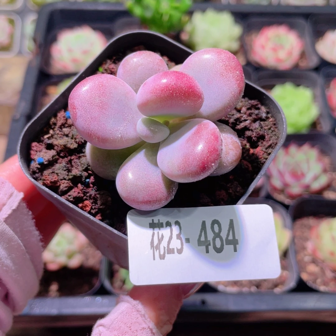 花利美23-484桃蛋