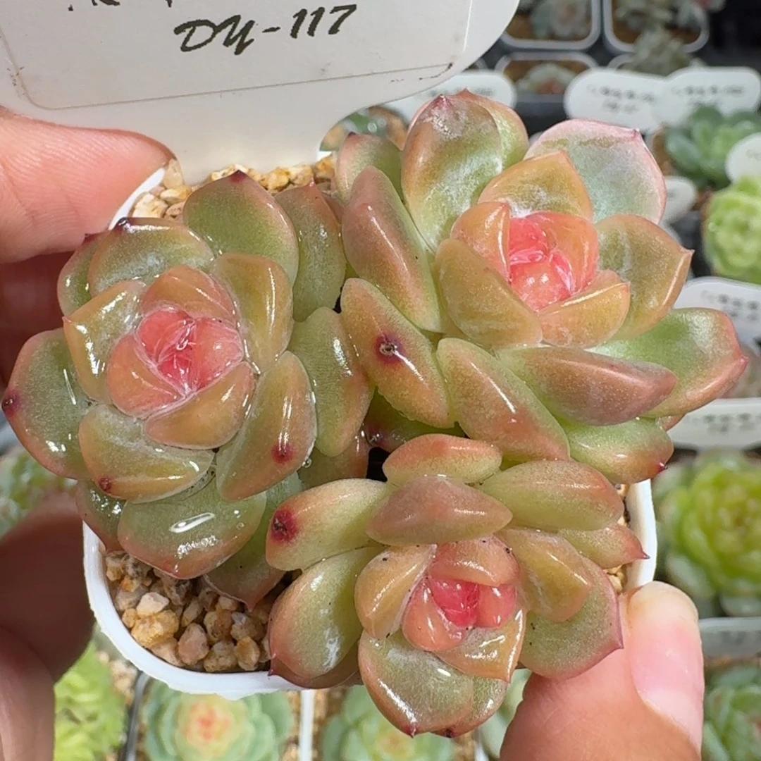 0925-117-粉娇群一颗