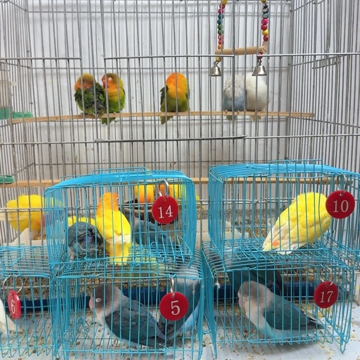 胜***子桃脸牡丹鹦鹉普兰黄金丝一对