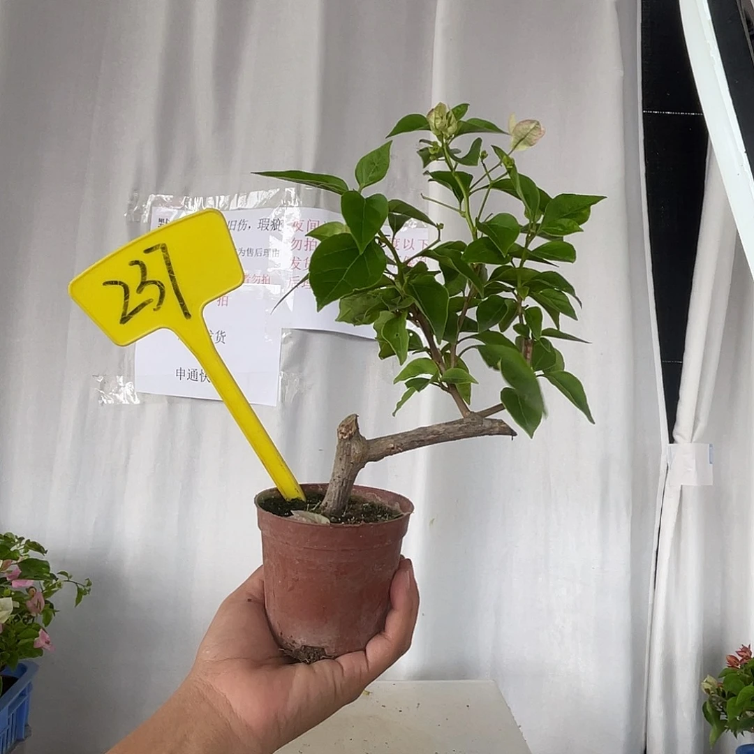 当前无花栽培后可以开花237口红掌中宝