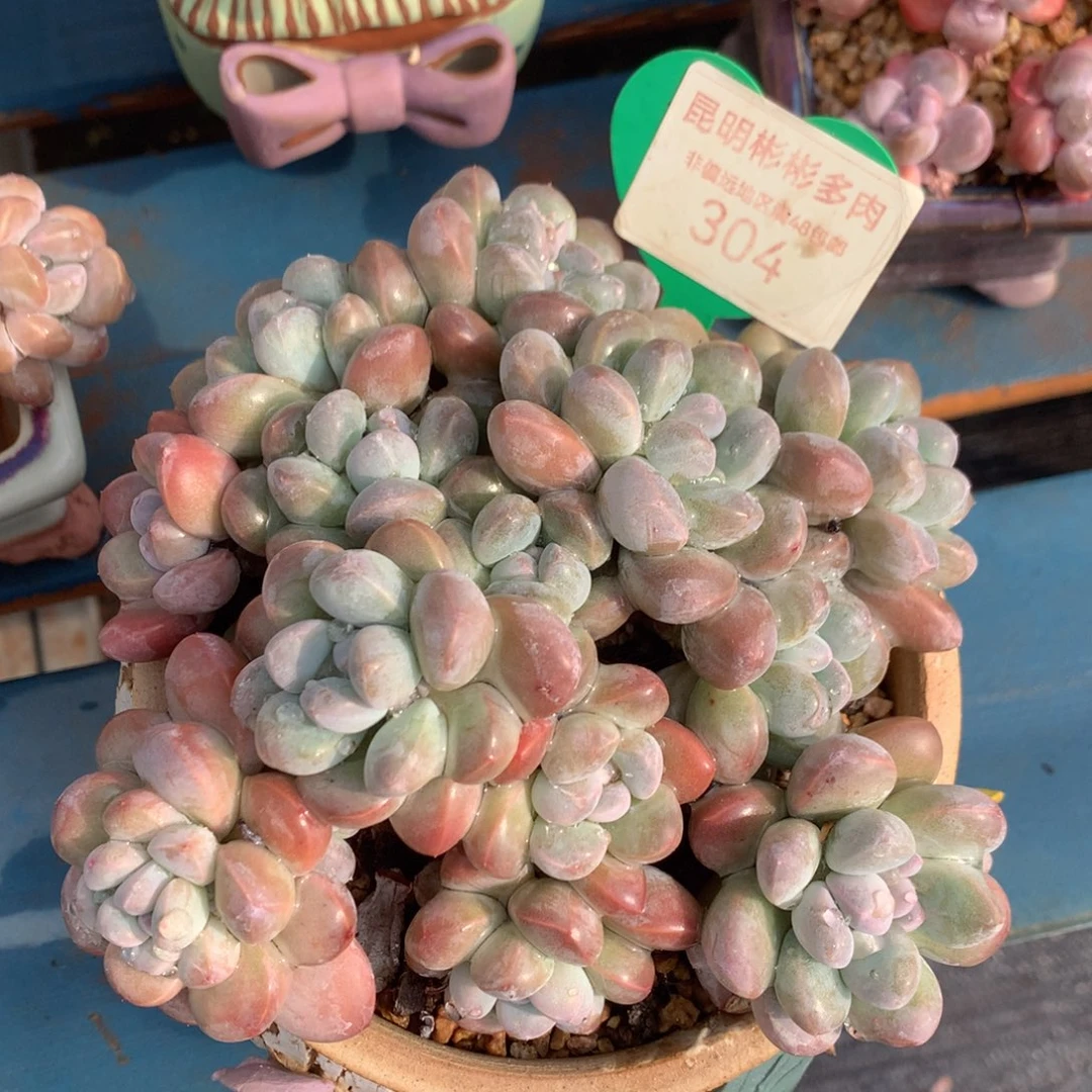 丸叶香玉矮桩平头304