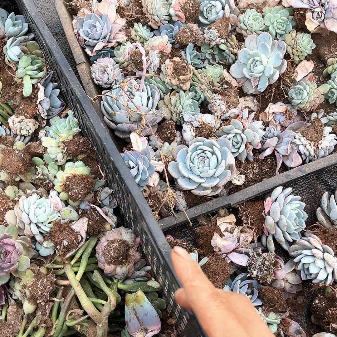 吃****叔多肉苗一堆30多肉植物
