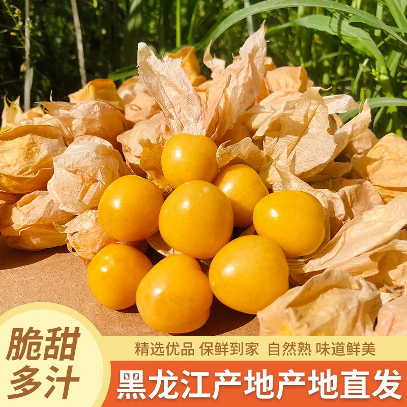 东北姑娘果新鲜当季水果黄菇娘灯笼果甜特产整箱