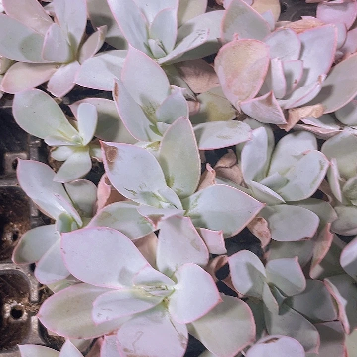 广寒宫精品多肉量拍