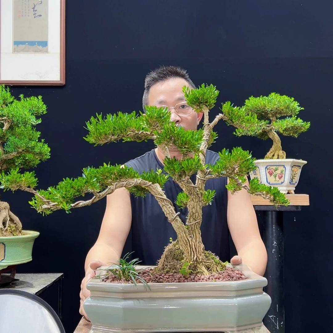 无花朵无花果雀舌皱皮黄杨