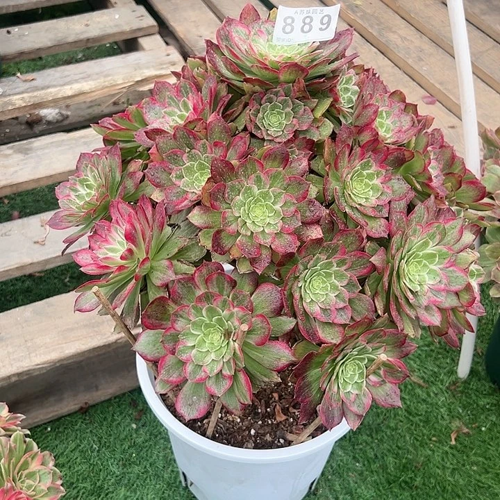 。****。889水晶莲花多肉植物