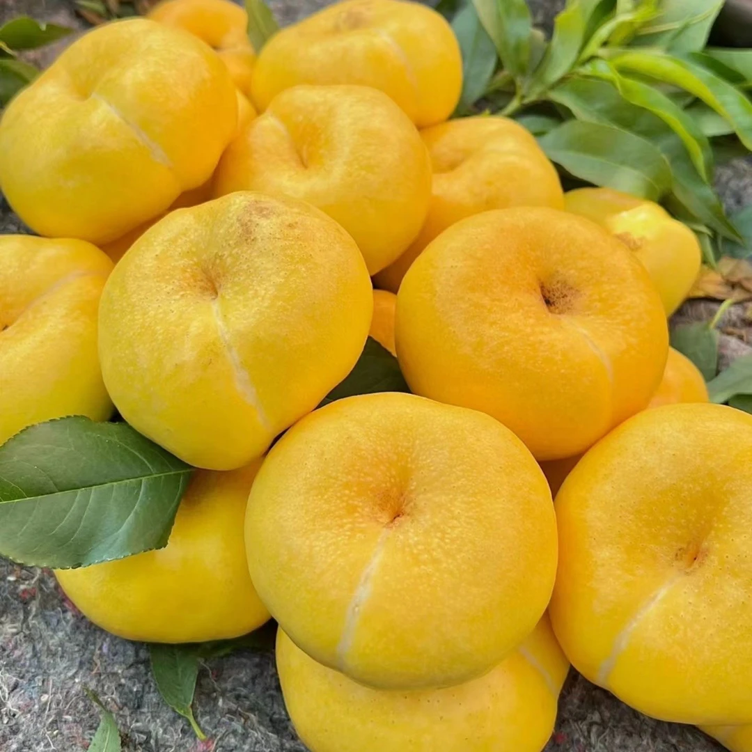 纯甜黄金油蟠桃2斤/4.5斤黄心油桃黄油扁桃新鲜水果桃子