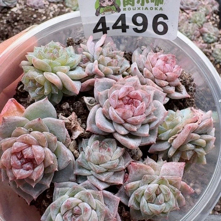 多肉植物多肉植物