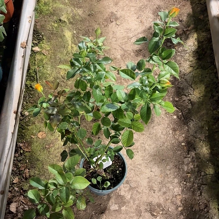 无花朵烛火一加仑