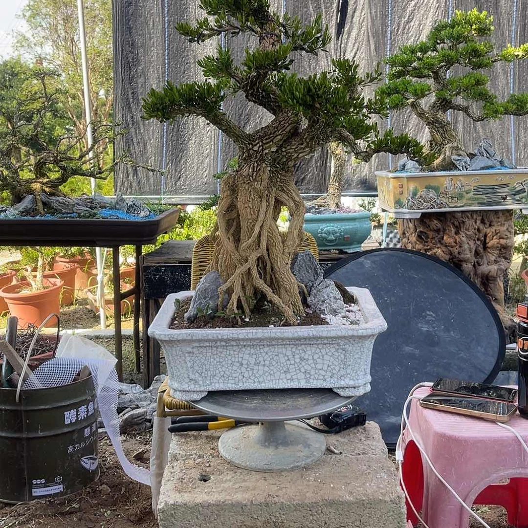 当前无花栽培后可以开花