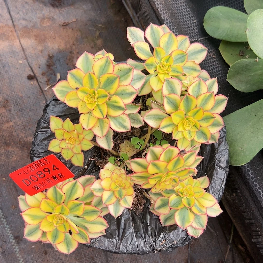 0894多肉植物太阳神