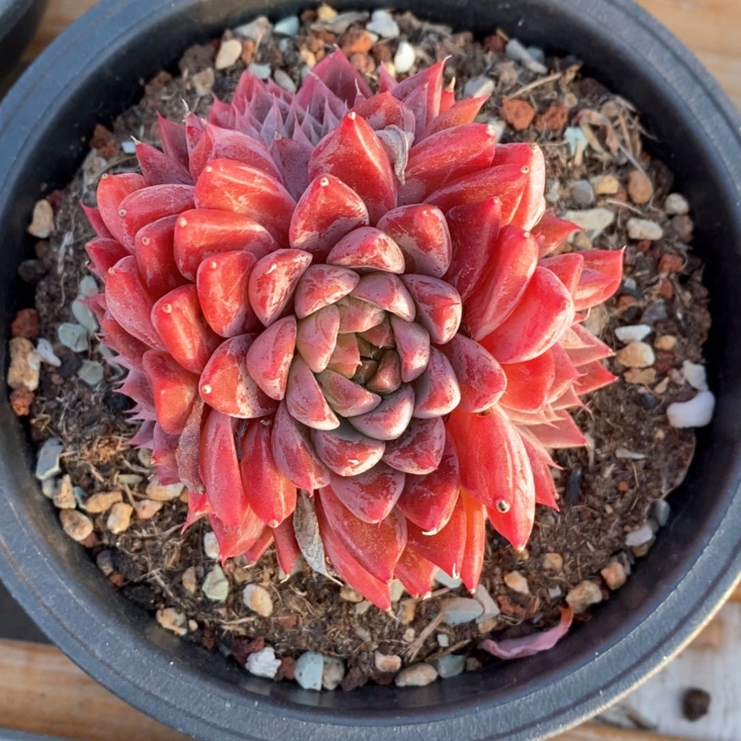 精品多肉一物一拍16