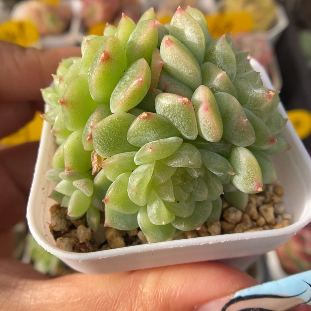 泼天富贵群生463号。