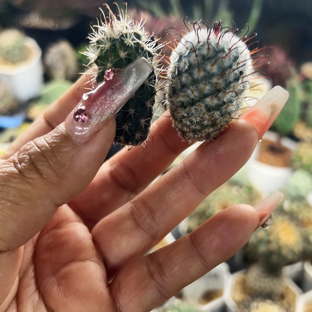 狼爪加曲词仙人球66666666666