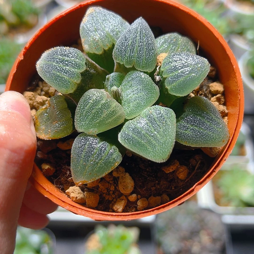 红盆青瓷玉露多肉多肉