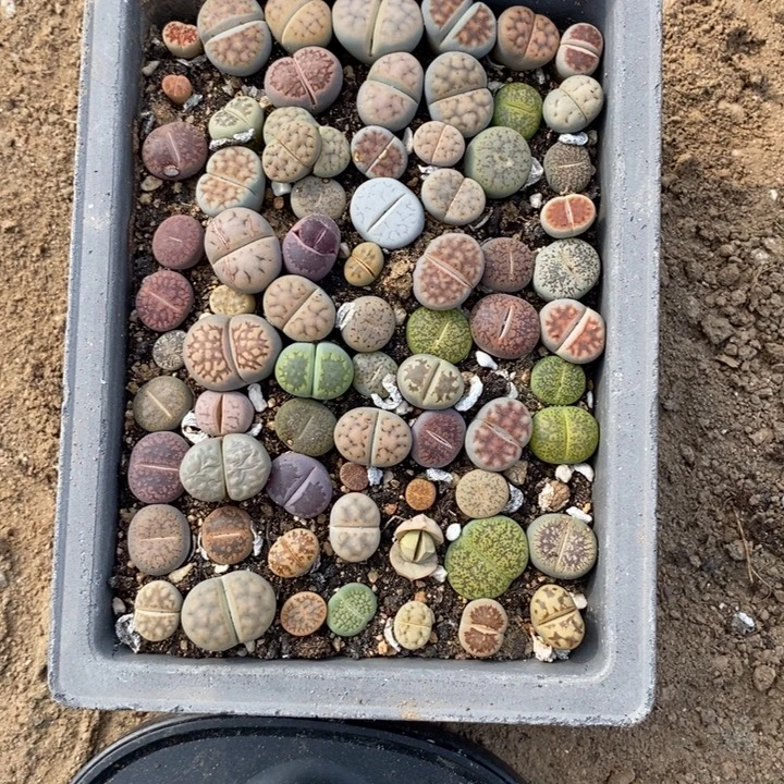 百***内生石花等植物的生长356
