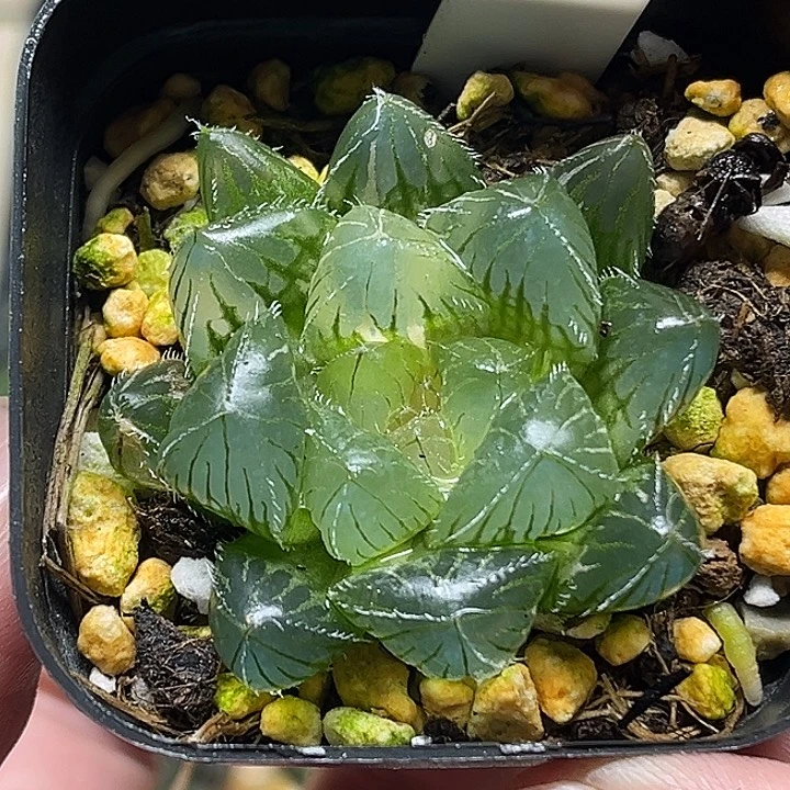 77大窗冰魄玉露锦