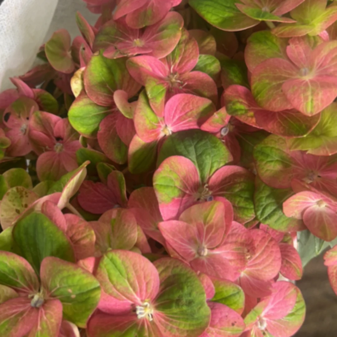 【伦博朗】秀球精品盆栽