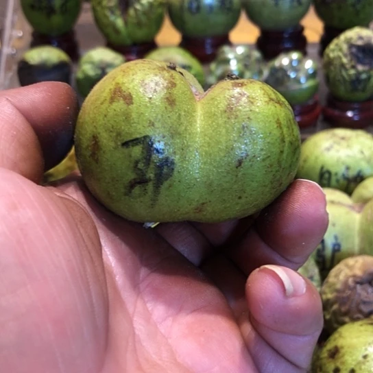 桃核吊坠核桃核桃