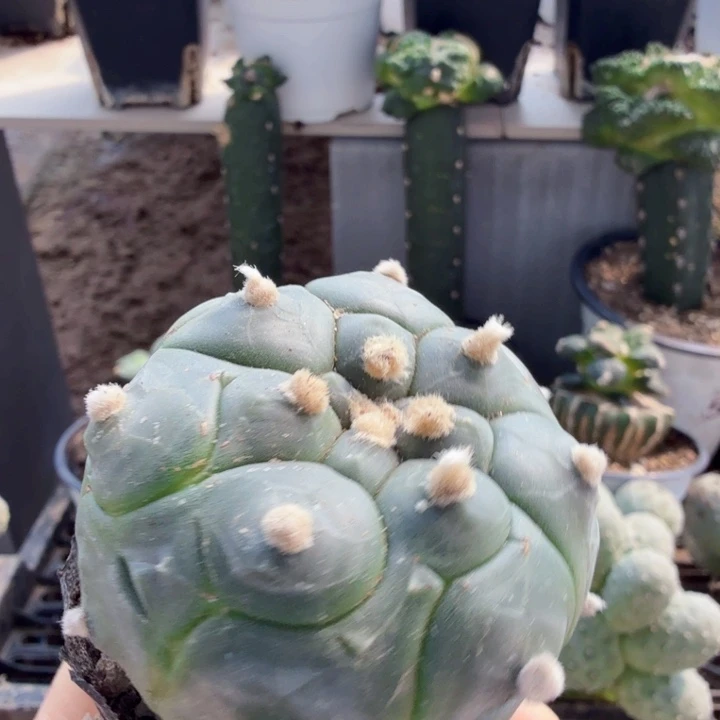 无花朵实生龟甲兜仙人球