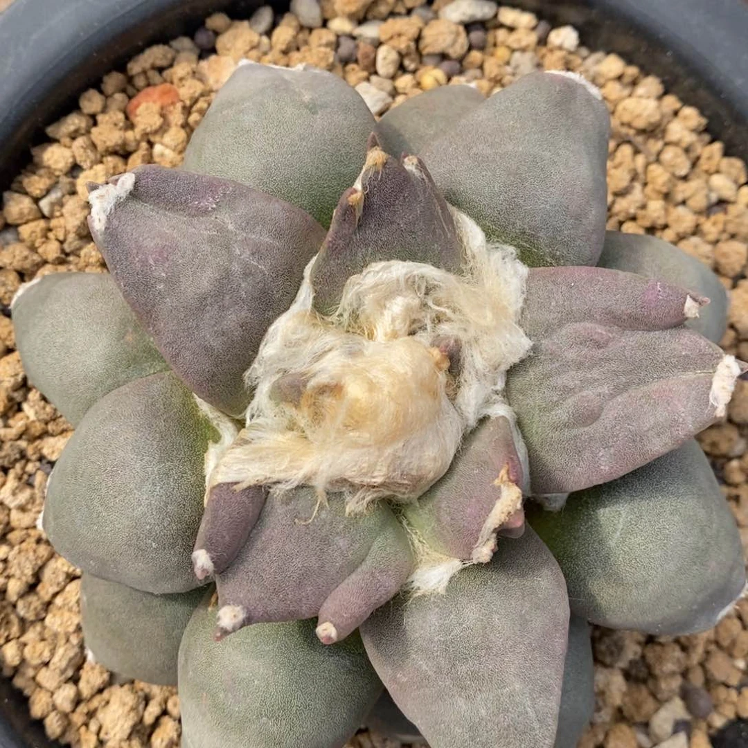 紫肌三叉油自根特价