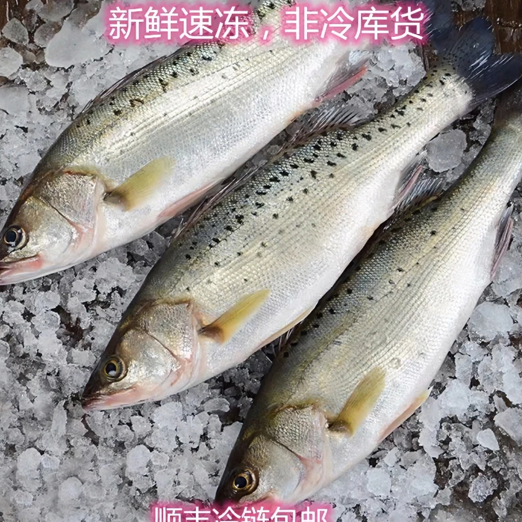 新鲜海鲈鱼鲜鱼急冻锁鲜发货鲜嫩单条7两-2斤