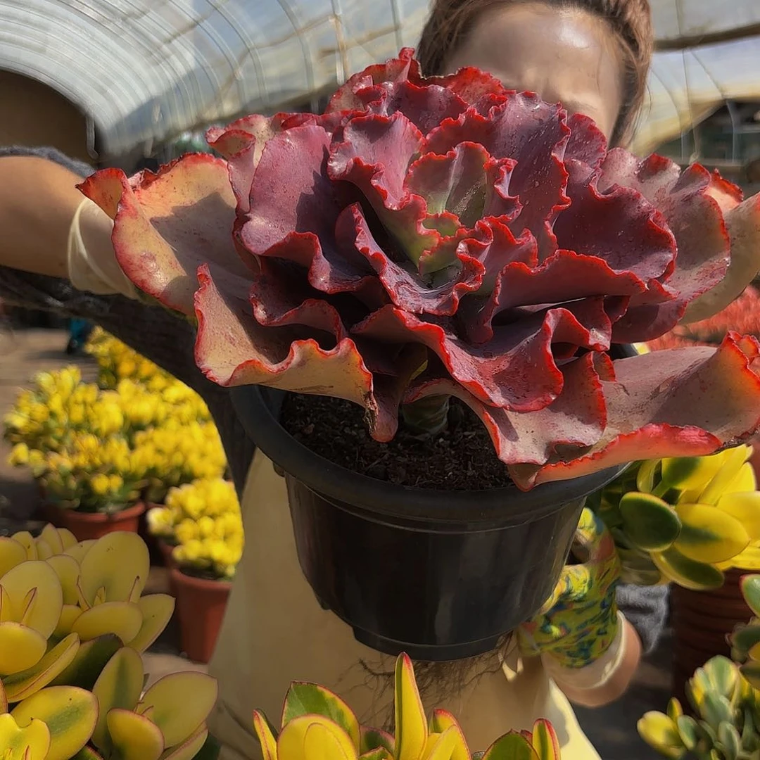 紫婚纱包菜多肉植物