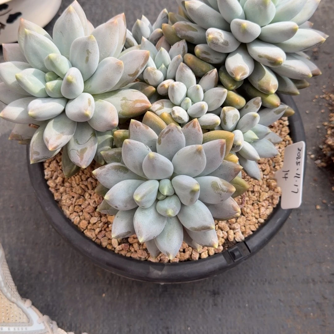 乔***乔一物一拍精控黄胖体大群哥特14