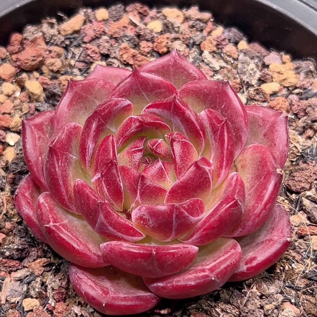 花***丶黑武士，一物一拍。