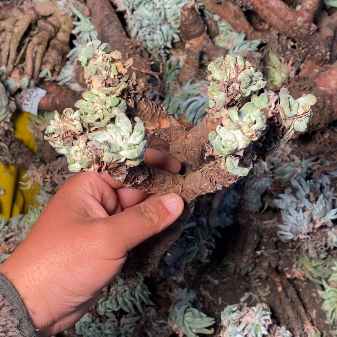 1315哈哈哈哈哈哈哈哈