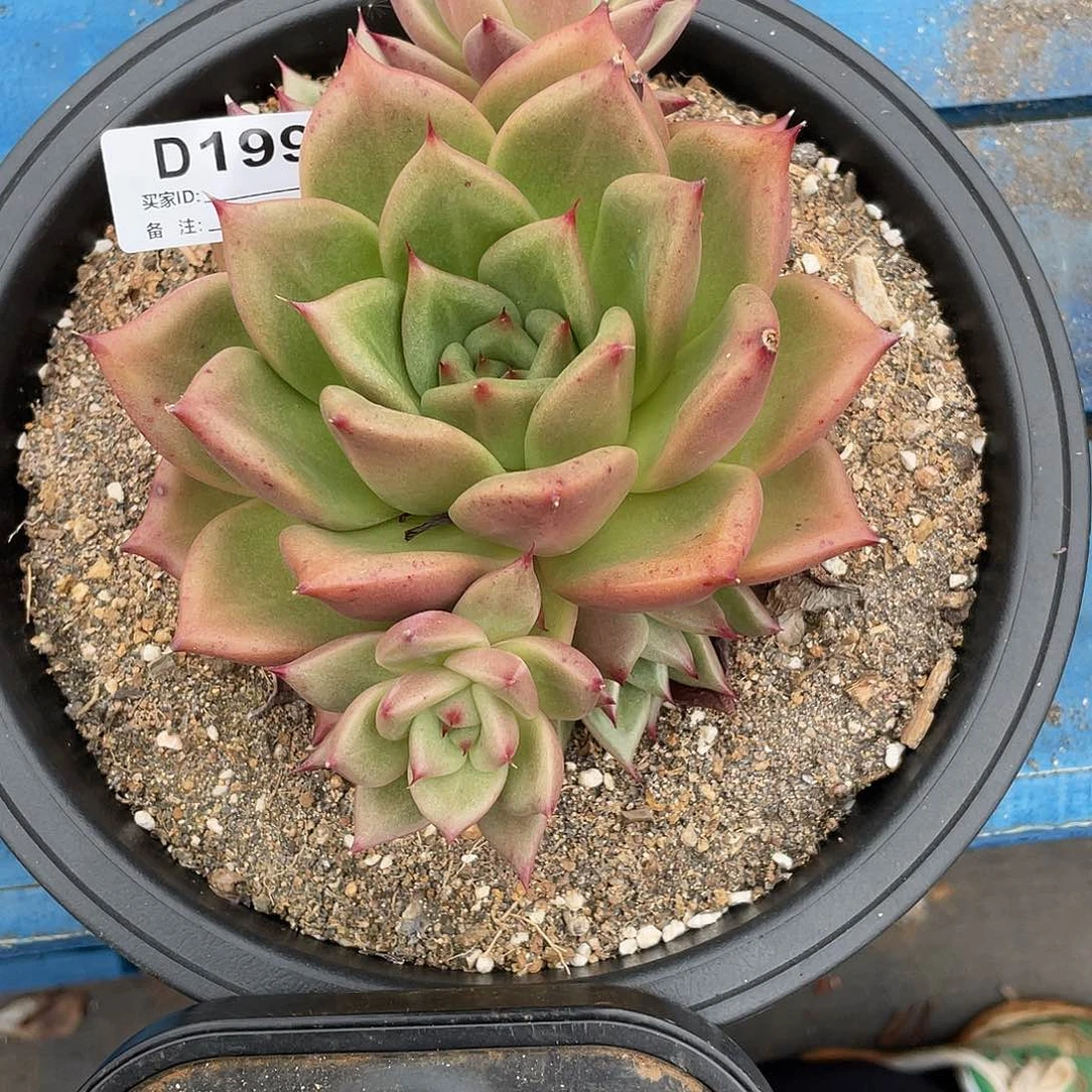 若如东云单拍D199