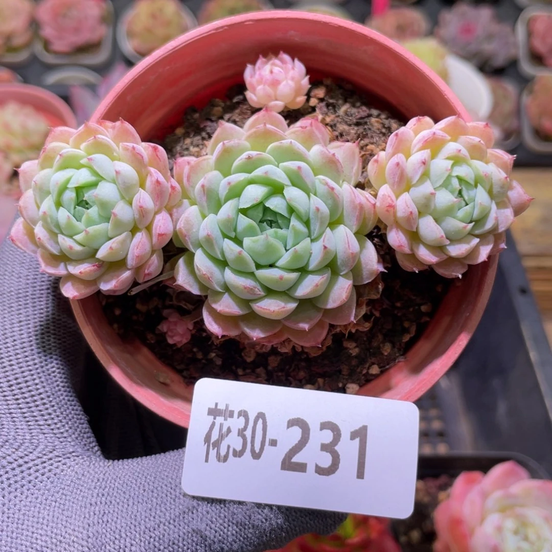 花利美30-231羊脂球