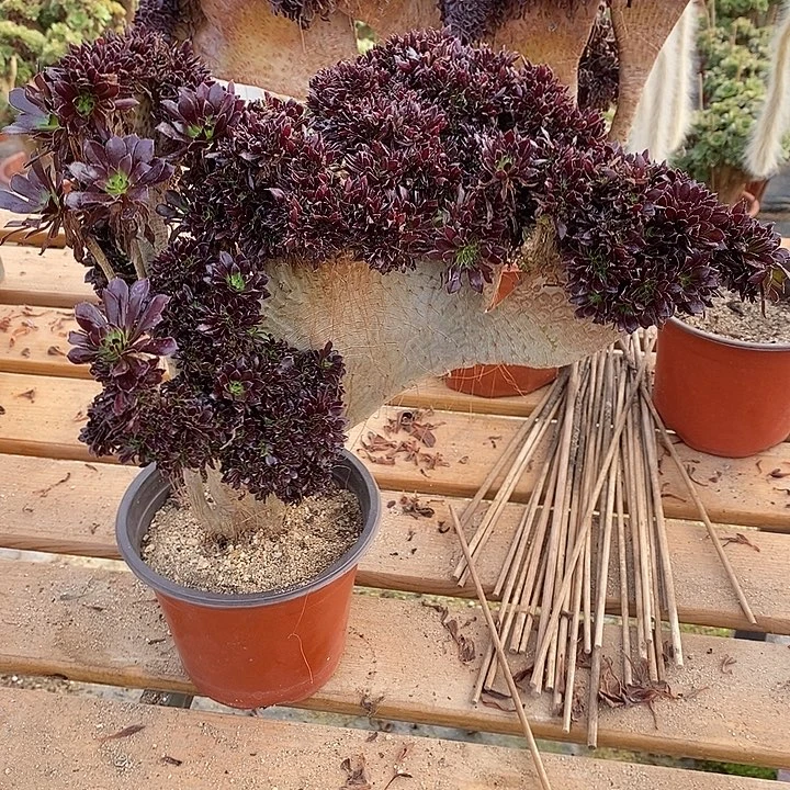 192 黑法师缀宽35公分带断枝