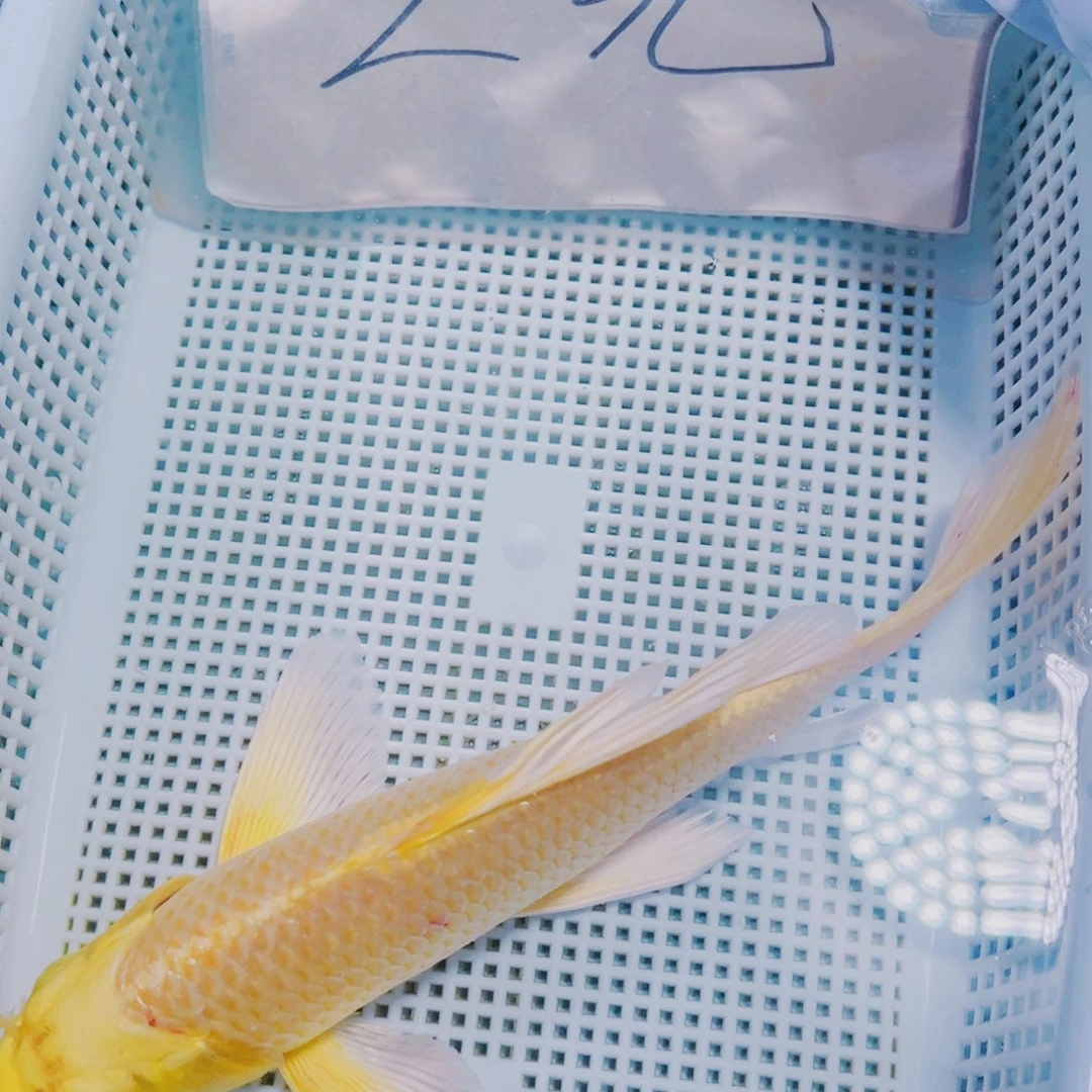 海水鱼锦鲤观赏鱼