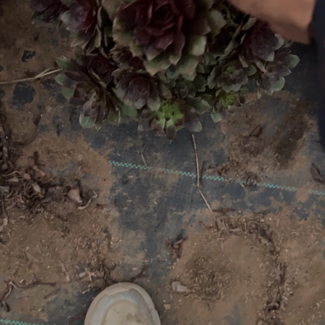 376红丝绒多肉植物法师多肉