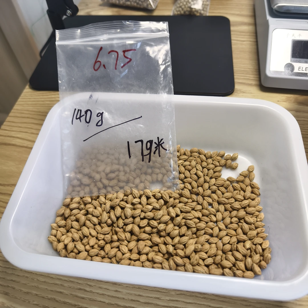 热振柏香籽散籽原料