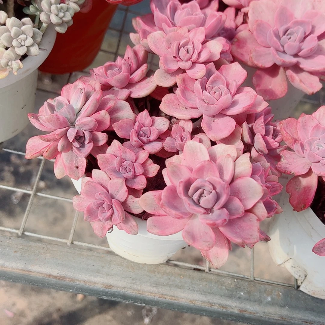 理查德夫人整装精品贵货