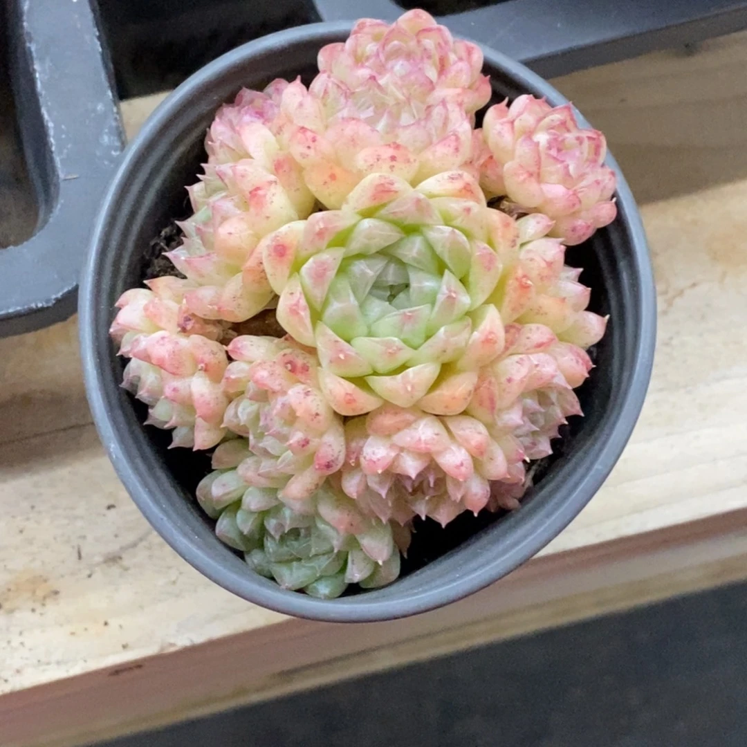 精品多肉一物一拍不包整387