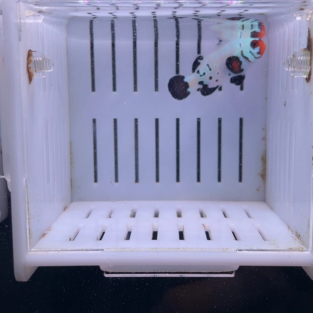 不分公母1热带海域精品蓝光喷点黑冰