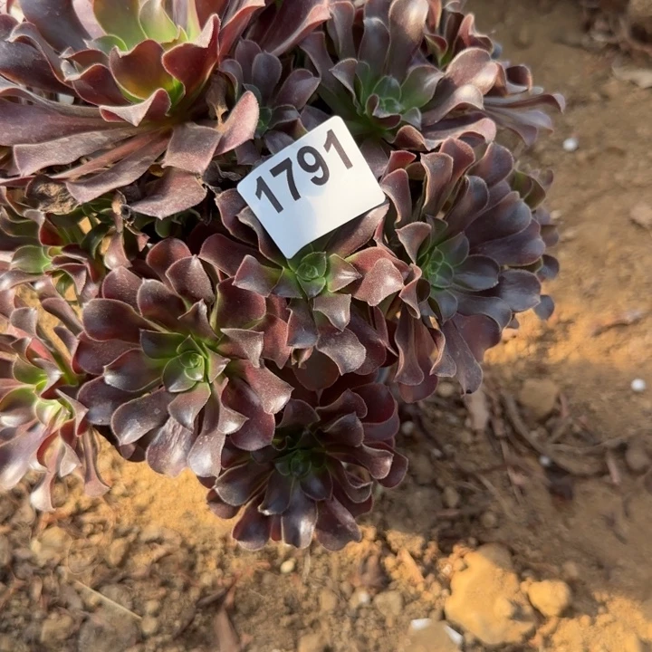 1791欧紫清棚处理不包断枝